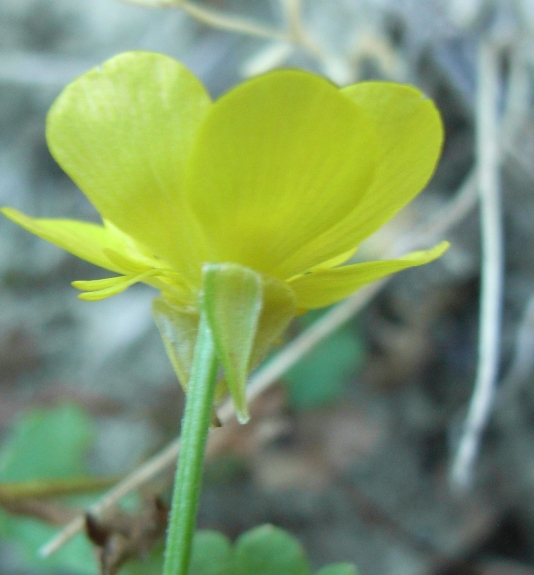 spiaggia montenero2 - Ranunculus cfr. sardous